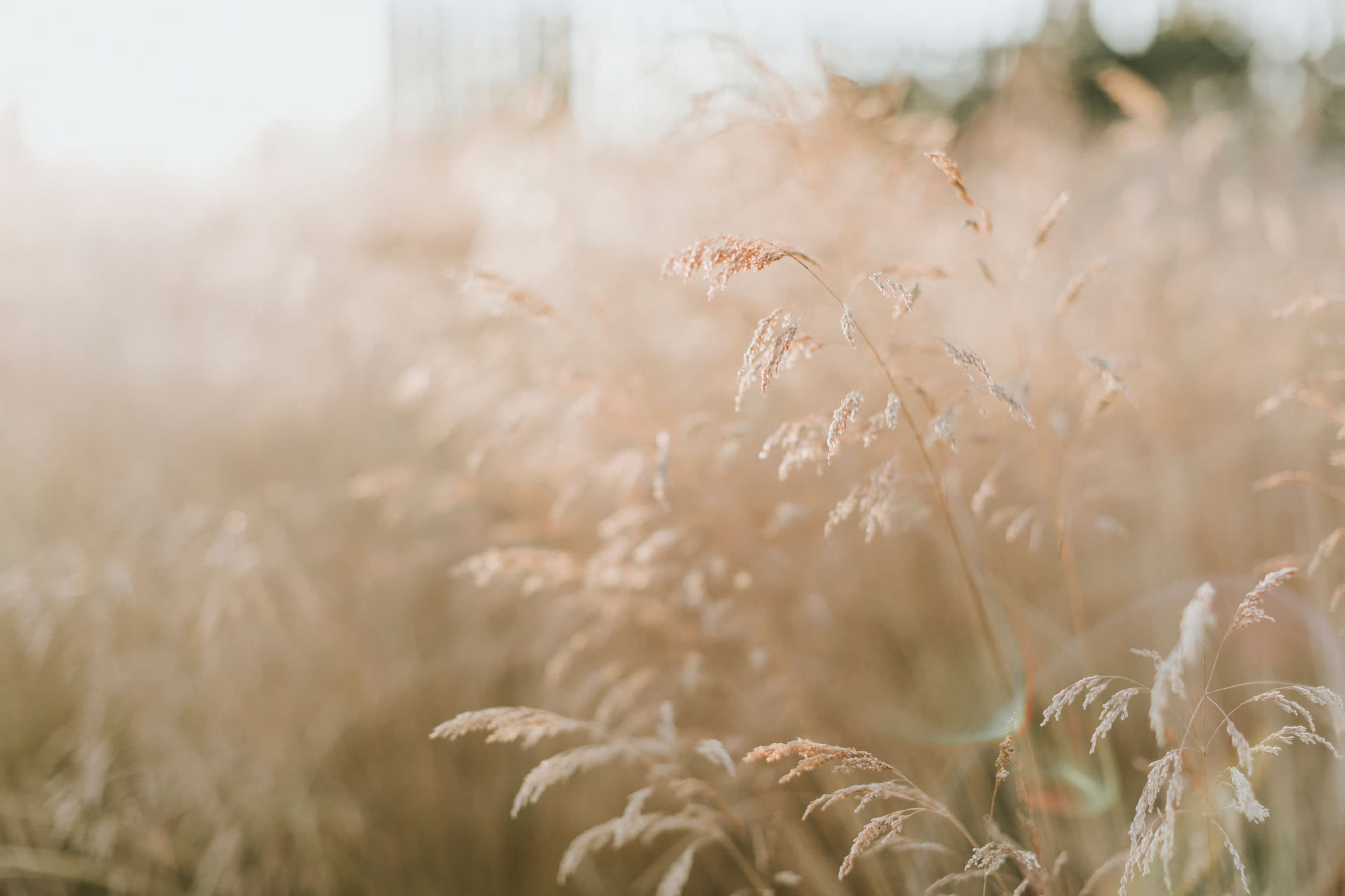 Natural scenery representing holistic vision